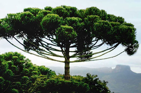 Araucaria Forests