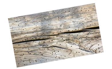 Eximcorp, Pine Wood, Spruce Wood